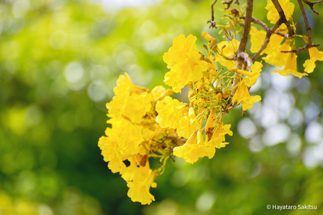 シルバートランペットツリー（Tabebuia aurea）