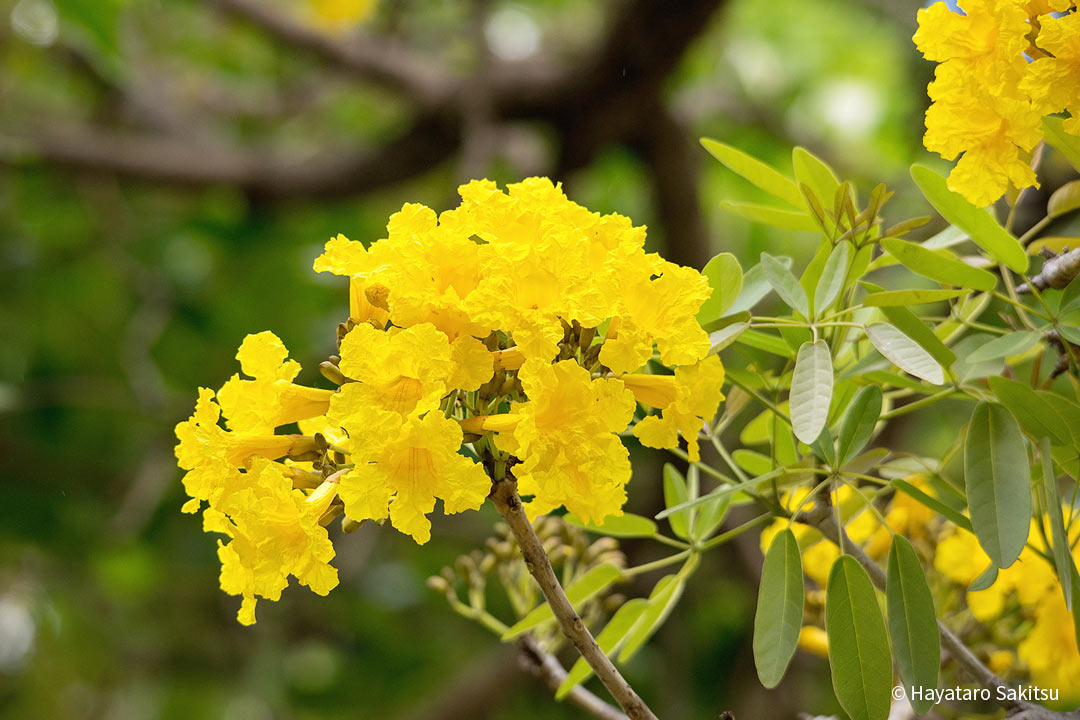 シルバートランペットツリー（Tabebuia aurea）