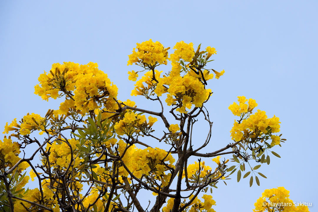 シルバートランペットツリー（Tabebuia aurea）