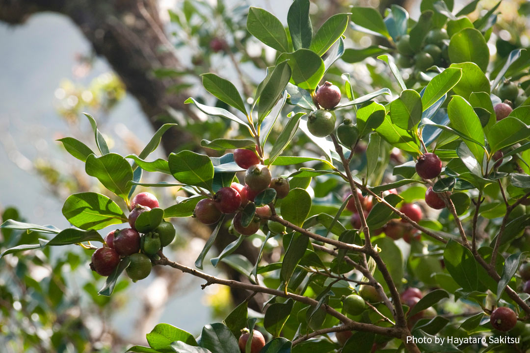 ストロベリーグアバ テリハバンジロウ アヌヘア ハワイの花 植物 野鳥図鑑 Strawberry Guava Psidium Cattleianum