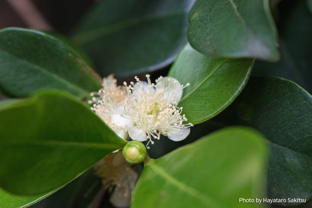 ストロベリーグアバ テリハバンジロウ アヌヘア ハワイの花 植物 野鳥図鑑 Strawberry Guava Psidium Cattleianum