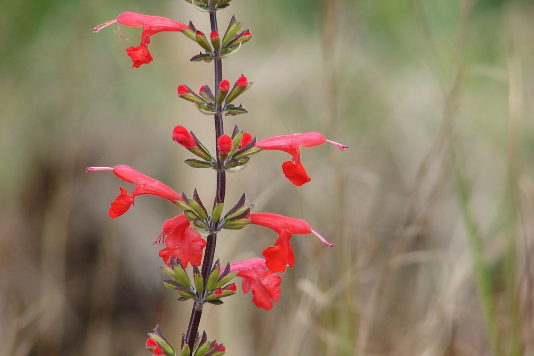 Salvia coccinea