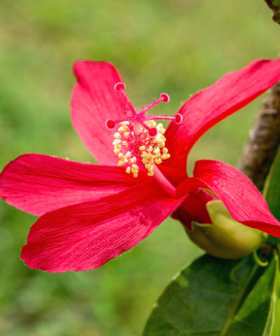 花と植物 アヌヘア ハワイの花 植物 野鳥図鑑 Plants And Flowers Of Hawaii