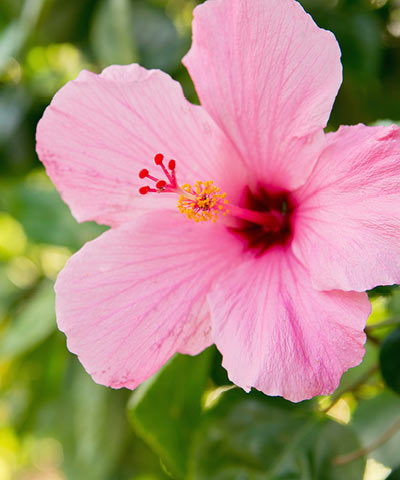 花と植物 アヌヘア ハワイの花 植物 野鳥図鑑 Plants And Flowers Of Hawaii