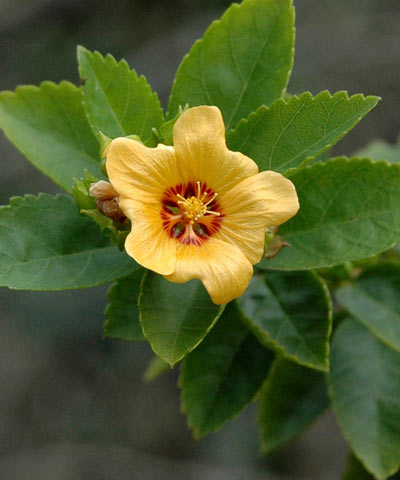 花と植物 アヌヘア ハワイの花 植物 野鳥図鑑 Plants And Flowers Of Hawaii