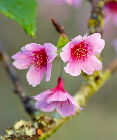 カンヒザクラ（寒緋桜）