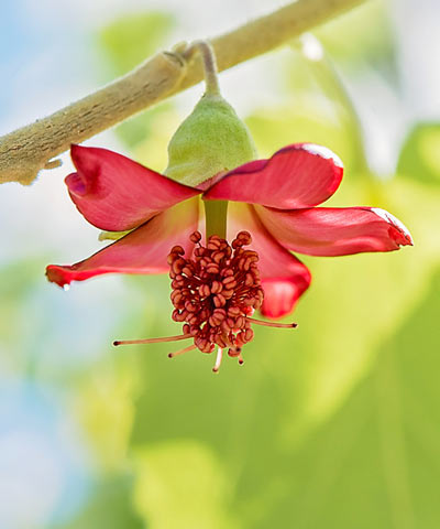 花と植物 アヌヘア ハワイの花 植物 野鳥図鑑 Plants And Flowers Of Hawaii