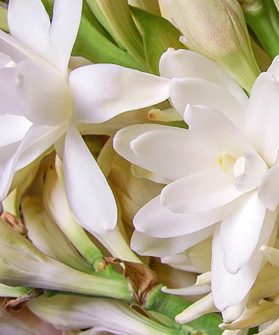 花と植物 アヌヘア ハワイの花 植物 野鳥図鑑 Plants And Flowers Of Hawaii