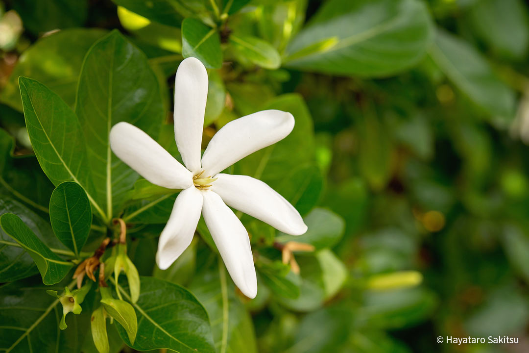 ティアレ タヒチアン ガーデニア アヌヘア ハワイの花 植物 野鳥図鑑 Tiare Or Tahitian Gardenia Gardenia Taitensis