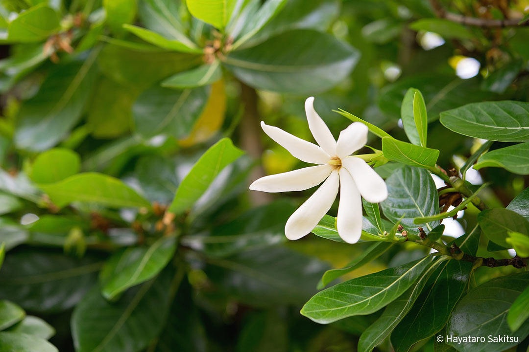 ティアレ タヒチアン ガーデニア アヌヘア ハワイの花 植物 野鳥図鑑 Tiare Or Tahitian Gardenia Gardenia Taitensis