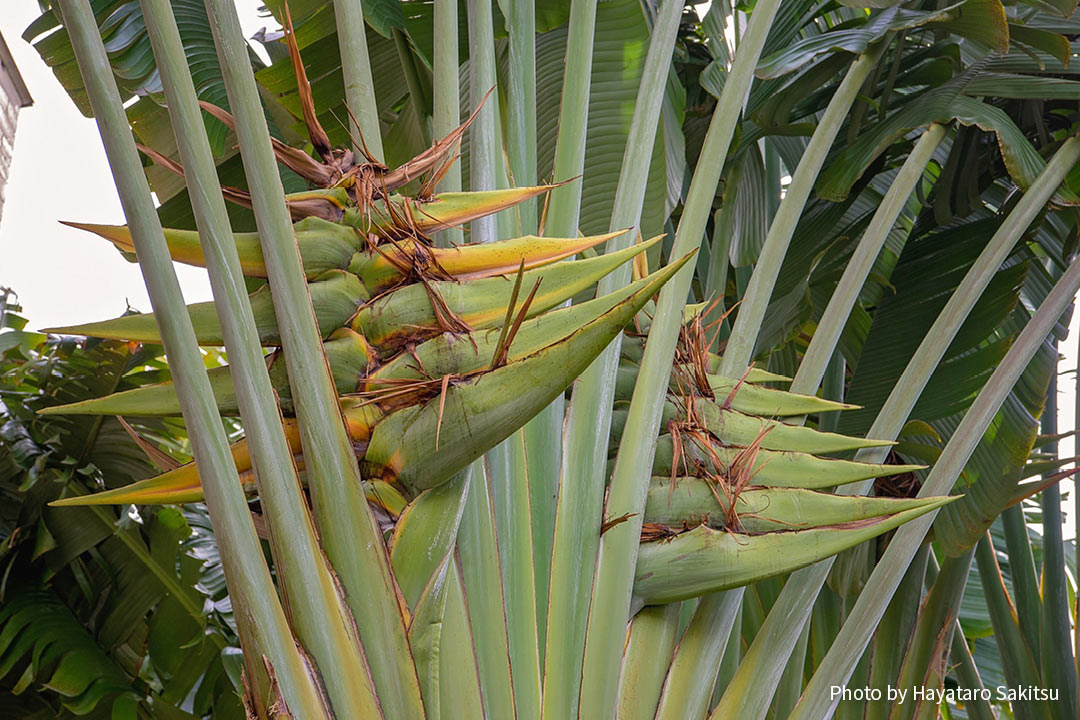 タビビトノキ（Ravenala madagascariensis）