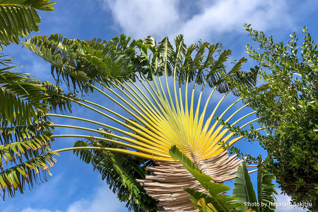 タビビトノキ（Ravenala madagascariensis）