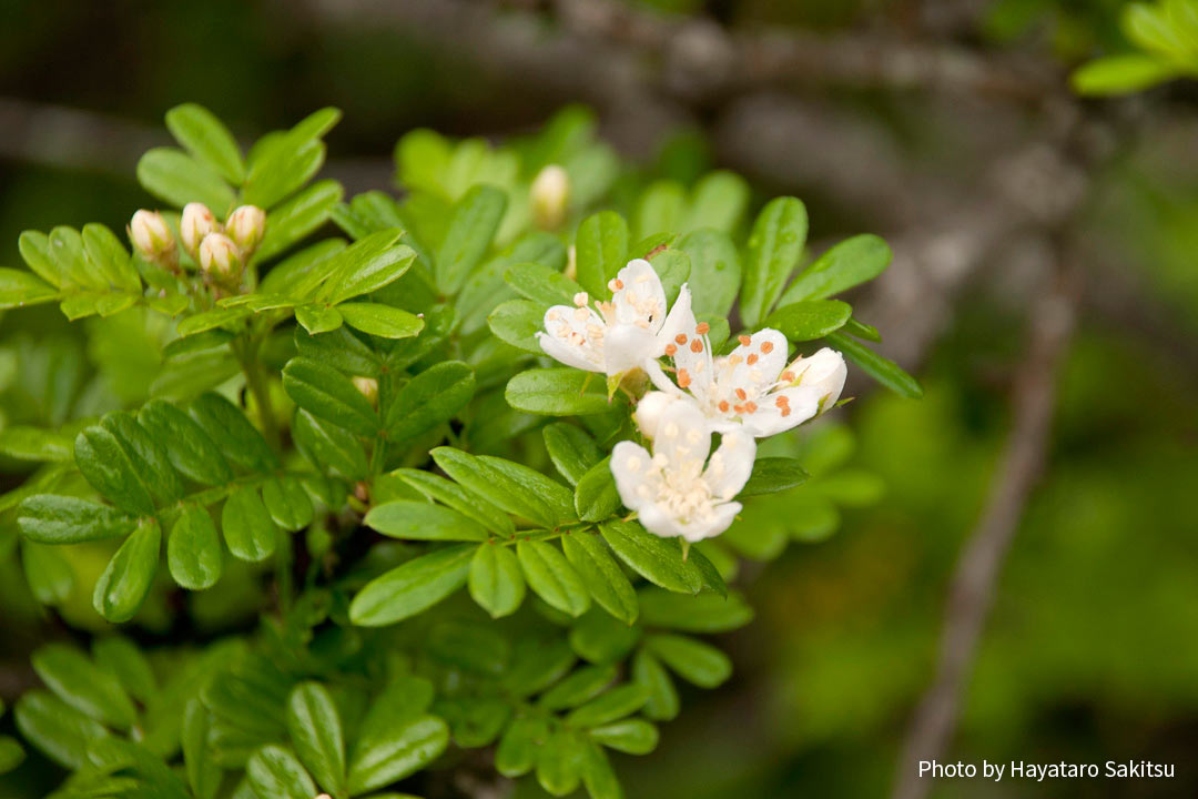 ウーレイ（Osteomeles anthyllidifolia）