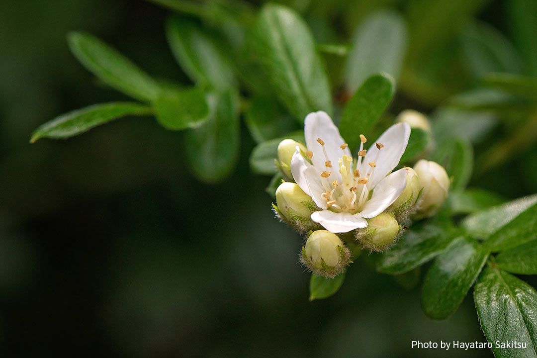 ウーレイ（Osteomeles anthyllidifolia）