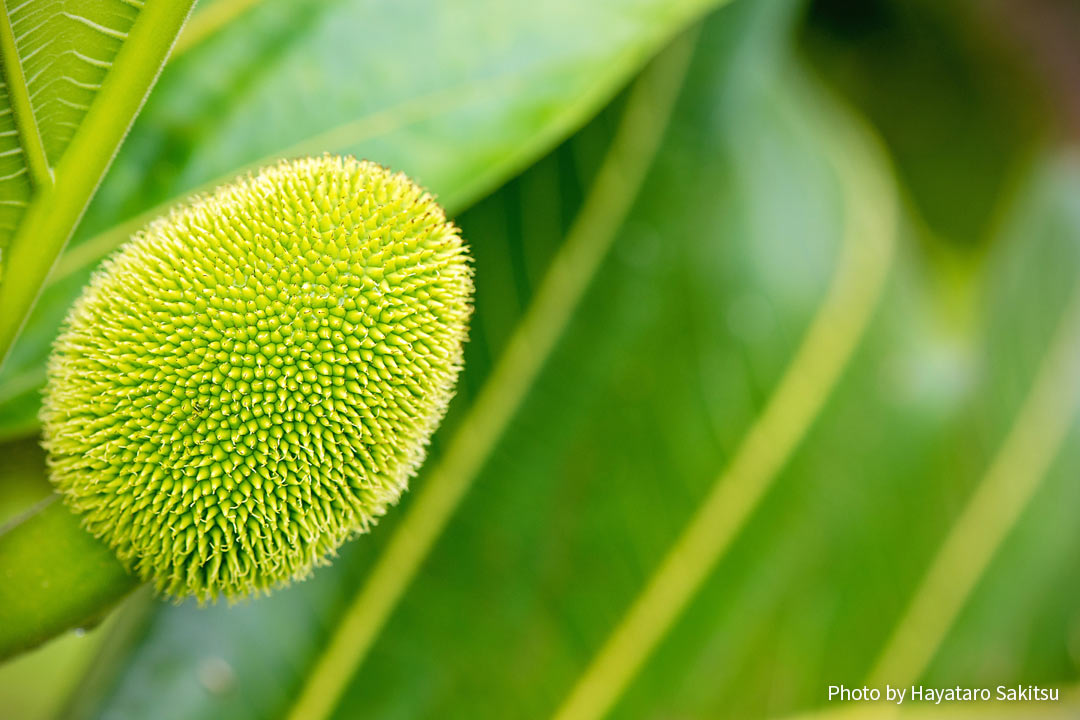 ウル（パンノキ、ブレッドフルーツ、Artocarpus altilis）