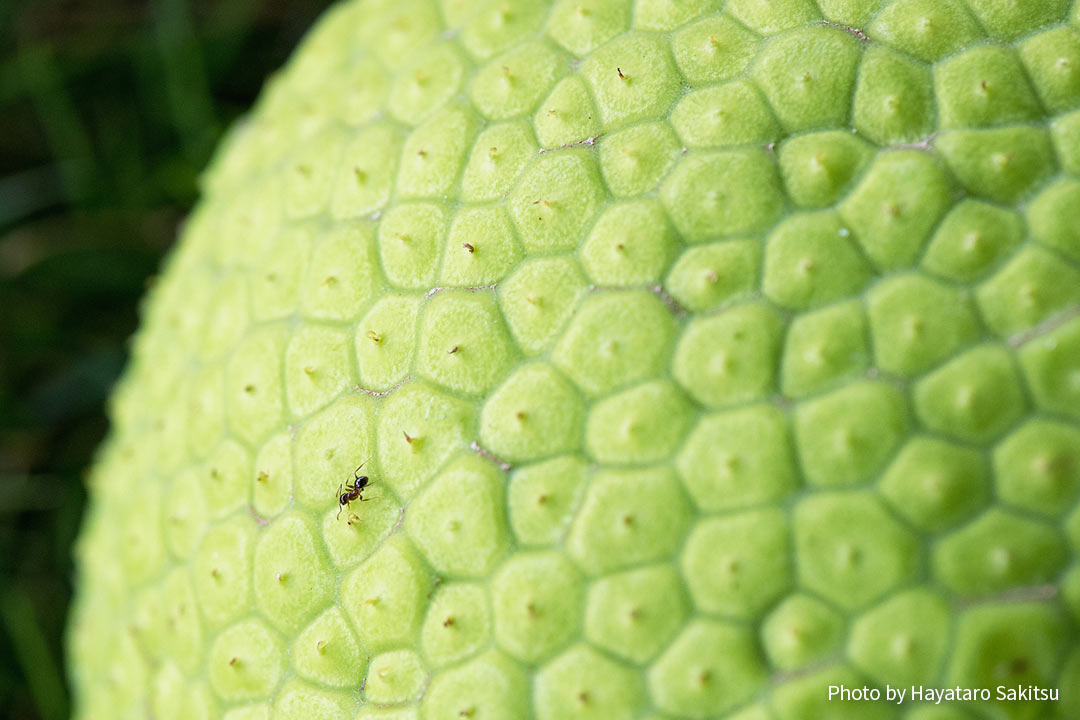 ウル（パンノキ、ブレッドフルーツ、Artocarpus altilis）