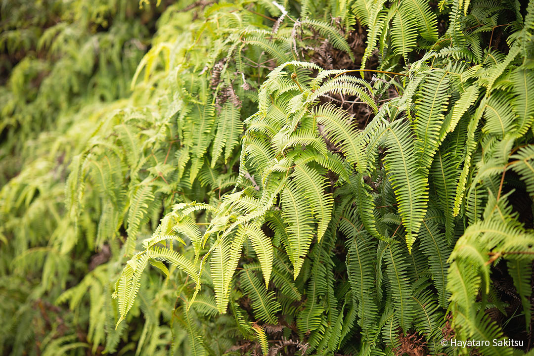 ウルへ（コシダ）Dicranopteris linearis