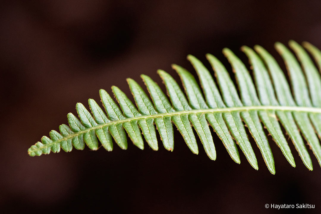 ウルへ（コシダ）Dicranopteris linearis