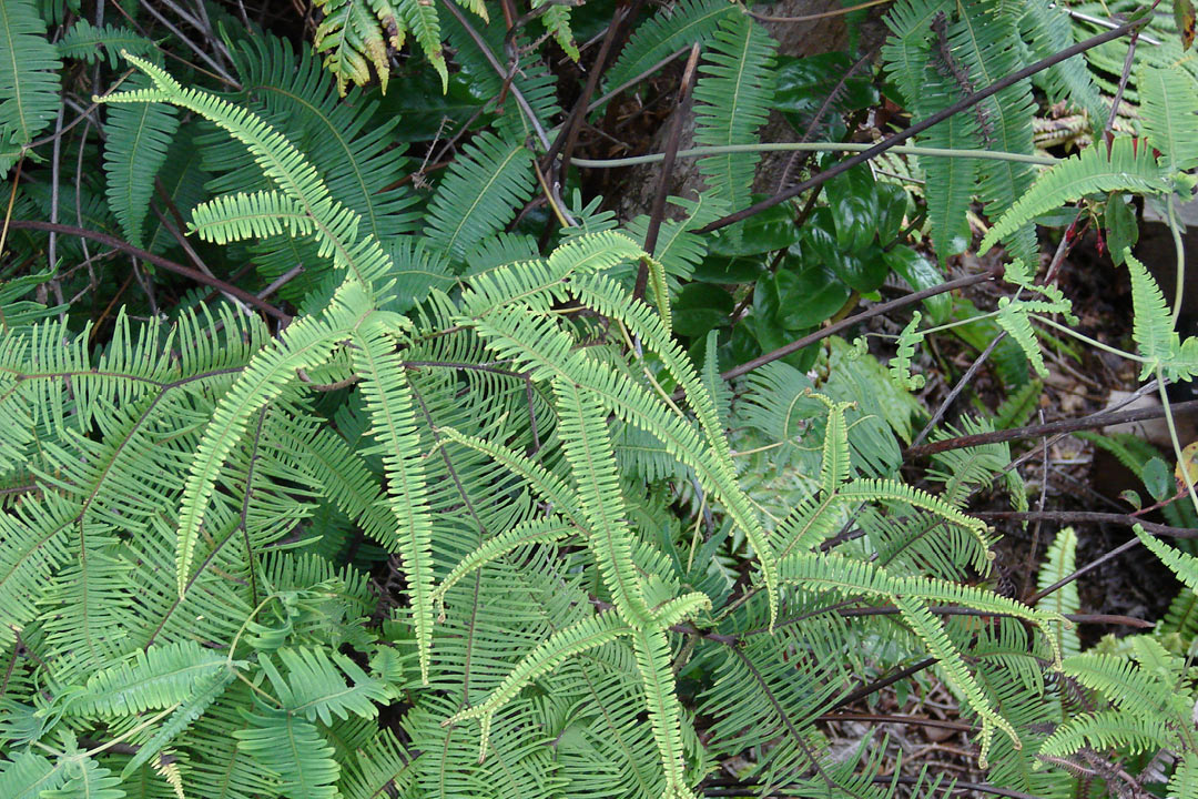 Sticherus owhyhensis
